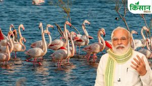 कच्छ की फ्लेमिंगो सिटी के दीवाने हुए पीएम मोदी, लाखों पक्षियों को बताया ‘लाखा जी के बाराती’ कच्छ की फ्लेमिंगो सिटी के दीवाने हुए पीएम मोदी, लाखों पक्षियों को बताया ‘लाखा जी के बाराती’