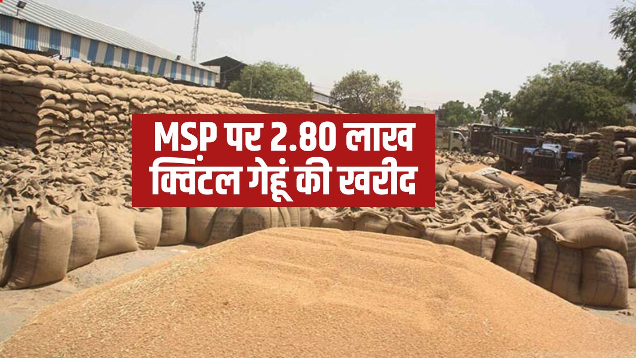 हरियाणा की इन तीन मंडियों में गेहूं की बंपर आवक, 7 लाख टन के पार पहुंचा आंकड़ा.. पर उठान में हो रही देरी