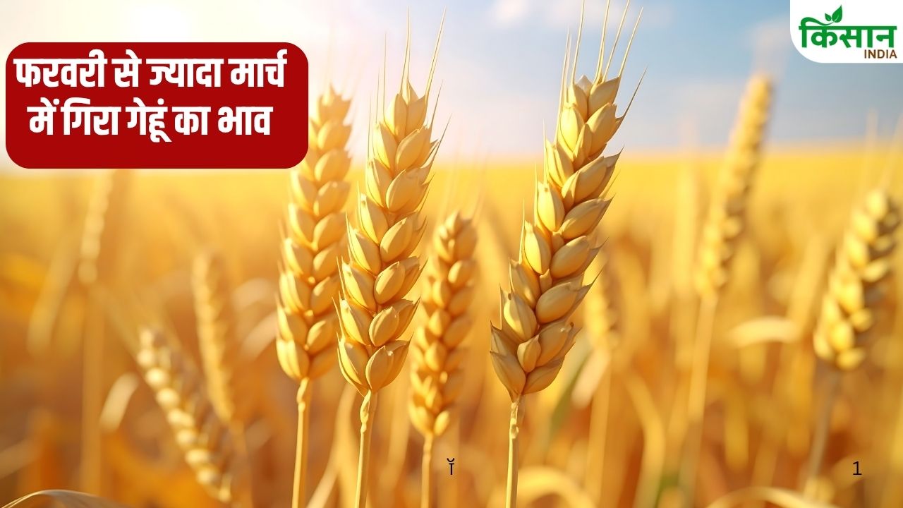 राजस्थान में MSP से कम गेहूं का रेट, 2000 किसानों से नहीं होगी सरकारी खरीदी.. ये है बड़ी वजह