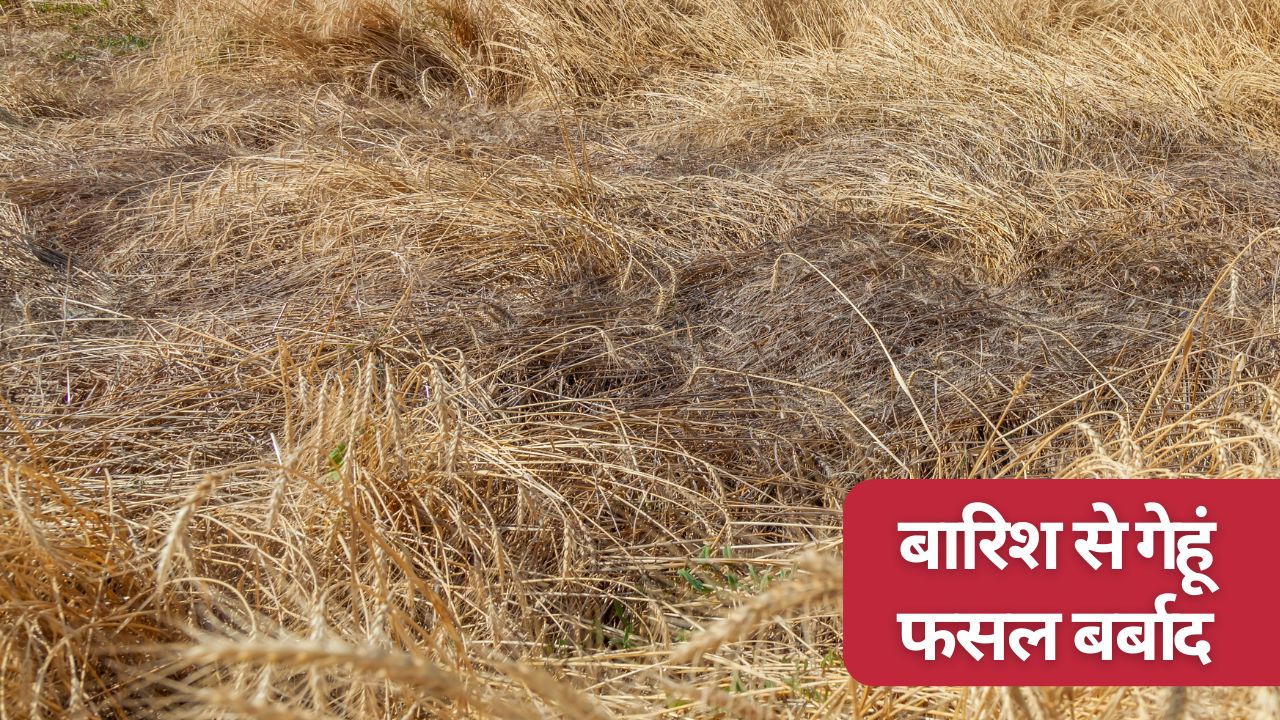 गेहूं फसल नुकसान पर 50 हजार रुपये एकड़ मिलेगा मुआवजा? बारिश-आंधी में किसानों को भारी नुकसान 