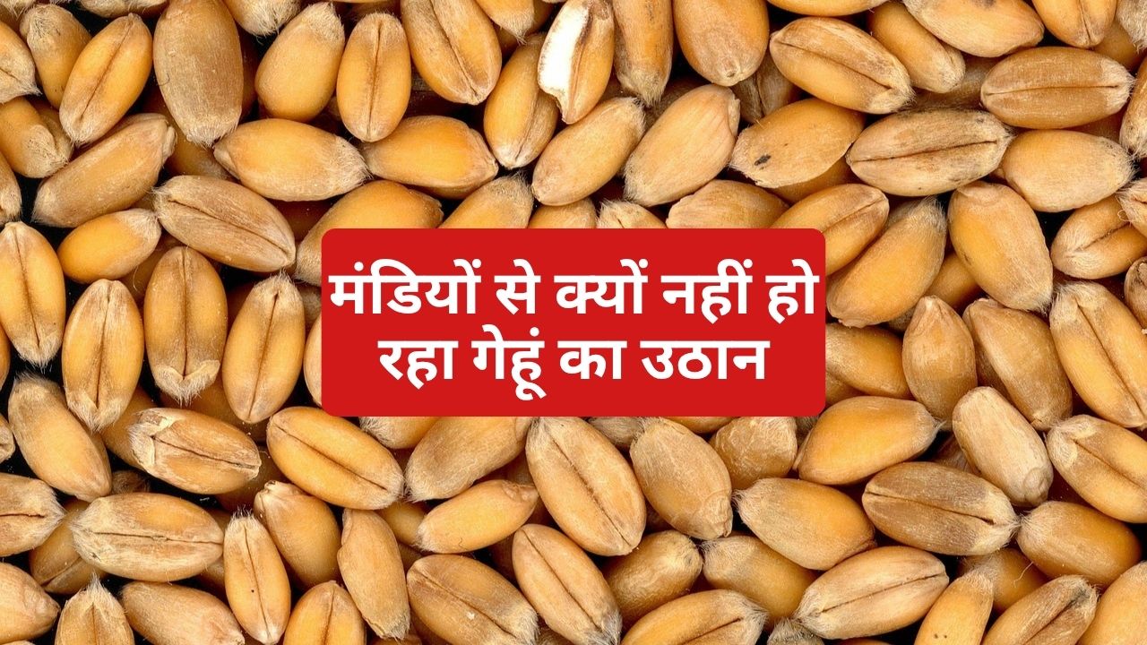 गेहूं से भरी फरीदकोट की अनाज मंडियां, नई आवक को रखने के लिए जगह की कमी.. किसान परेशान