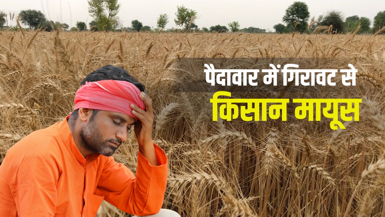 गेहूं किसानों को इस बार प्रति एकड़ 5000 रुपये का नुकसान, वजह जान चौंक जाएंगे आप