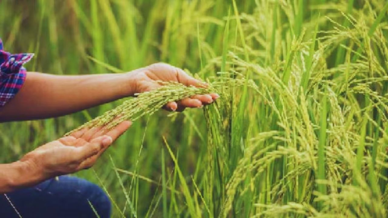 अप्रैल में ये गलती कर दी तो फसल हो जाएगी बर्बाद! कृषि विभाग ने किसानों के लिए जारी की एडवाइजरी