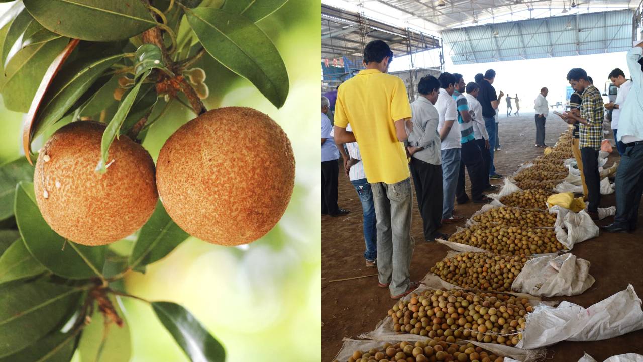 गुजरात में चीकू उत्पादन घटा, 10 साल में 25 फीसदी गिरावट, जानें क्यों तेजी से कम हुई खेती