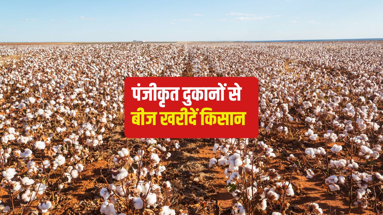 सरकार का बड़ा फैसला, बीटी कपास सहित 4 देसी किस्मों पर 33 फीसदी सब्सिडी का ऐलान