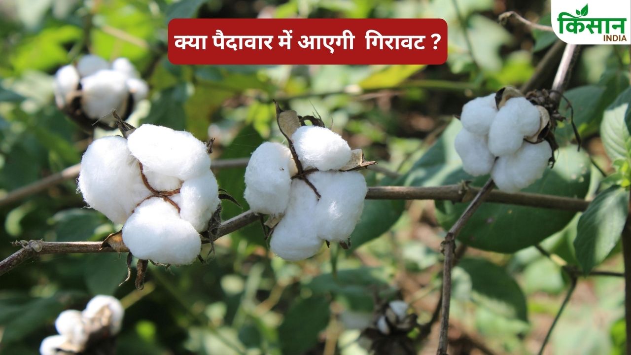 CAI ने बढ़ाया कपास उत्पादन का टारगेट, 324 लाख गांठ प्रोडक्शन की उम्मीद.. जानें किस राज्य में कितनी होगी पैदावार