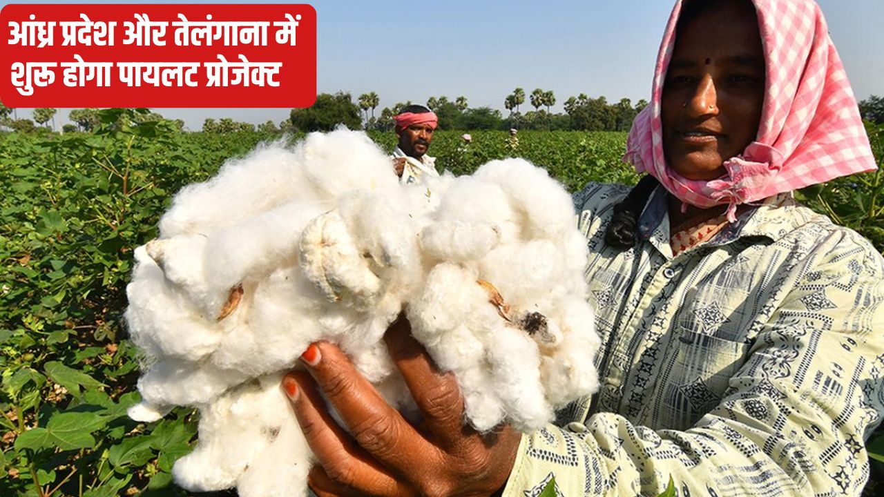 अब MSP पर नहीं होगी कपास की खरीद! किसानों को इस योजना के तहत होगा भुगतान.. CCI कर रहा तैयारी