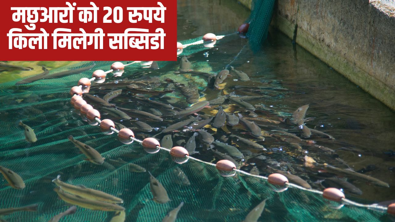 अब MSP पर होगी मछली की खरीद, सरकार ने तय किया रेट.. हजारों मछुआरों को होगा सीधा फायदा