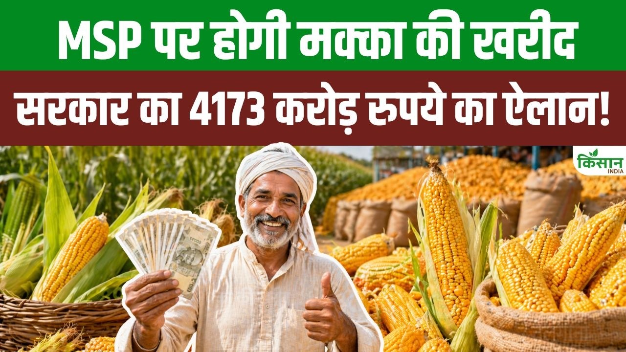 किसानों को बड़ी राहत, MSP पर मक्का खरीदेगी सरकार, 4173 करोड़ खर्च से बढ़ेगी आय और मिलेगा बेहतर दाम