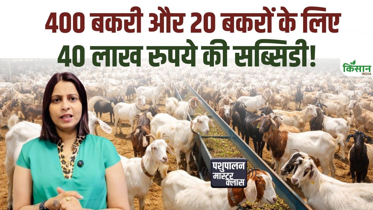 भेड़-बकरी पालन शुरू करने का सुनहरा मौका, मिलेगी 50 फीसदी सब्सिडी