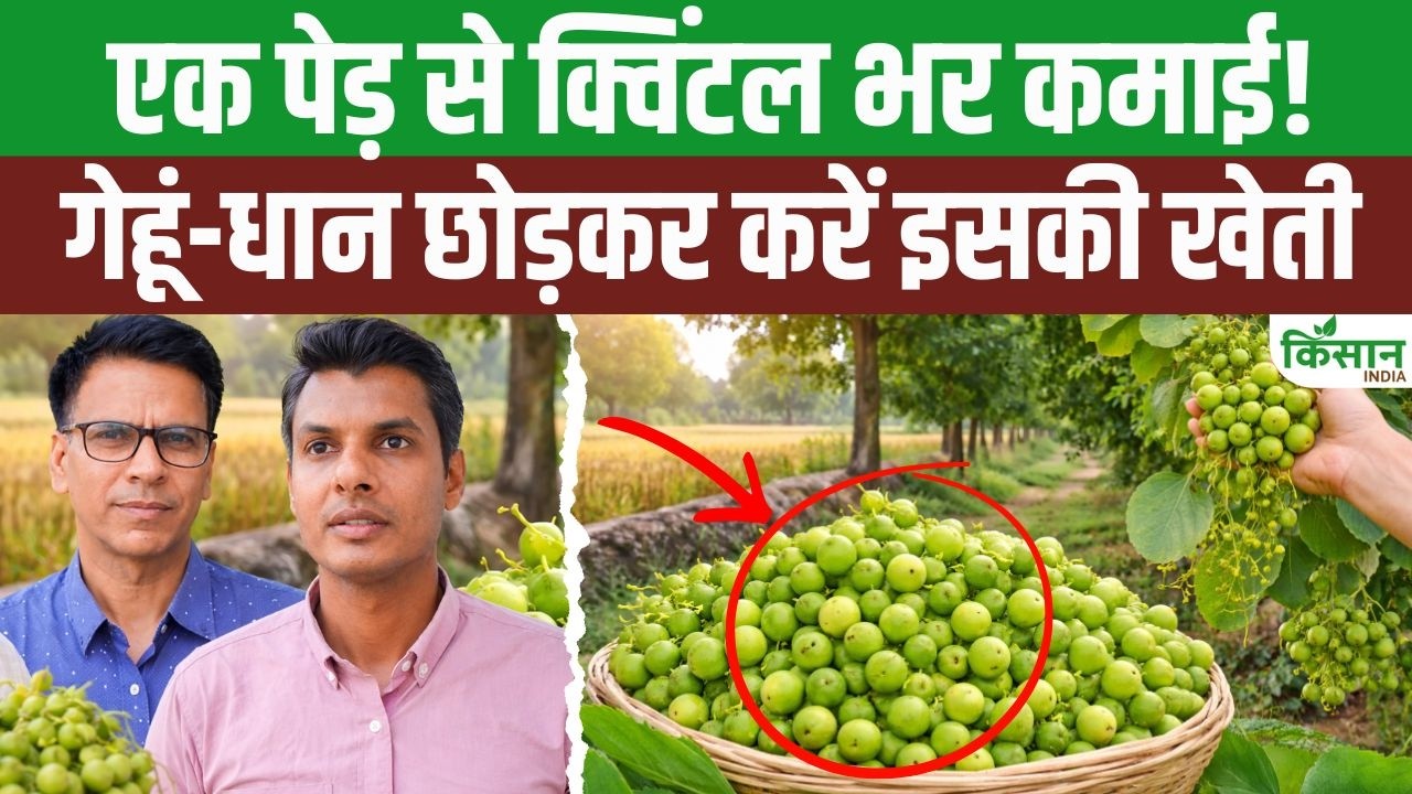 गेहूं-धान छोड़ किसान कर रहे इस फसल की खेती, हो रही बंपर कमाई