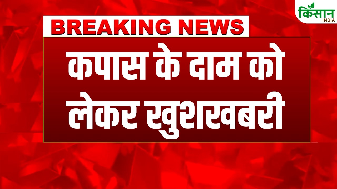 कपास के दाम में जोरदार उछाल, बाजार में तेजी, कैंडी रेट 6000 रुपये तक पहुंचा