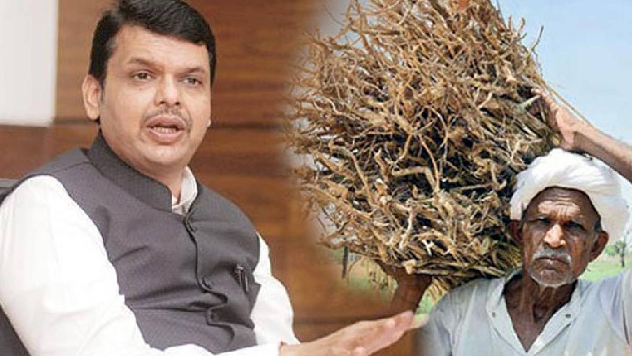 महाराष्ट्र में अब खेती पर होगी सख्त निगरानी, सरकार ने नए अधिकारियों की नियुक्ति का किया फैसला