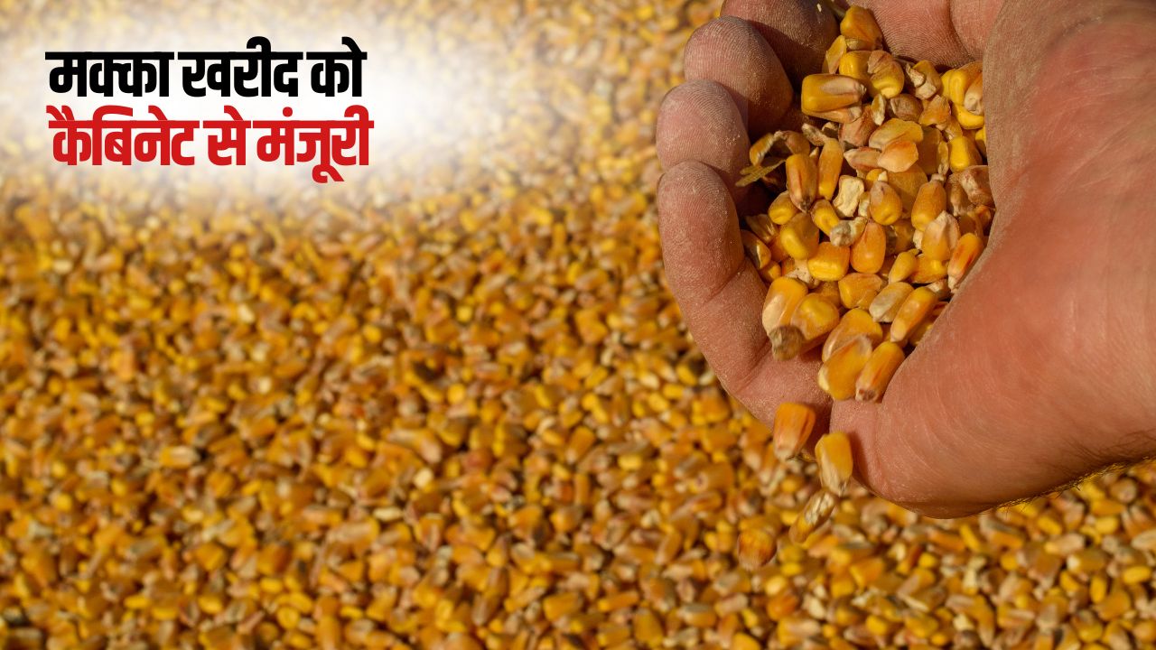 किसानों को बड़ी राहत, MSP पर होगी मक्का की खरीद.. खर्च होंगे 4173 करोड़ रुपये
