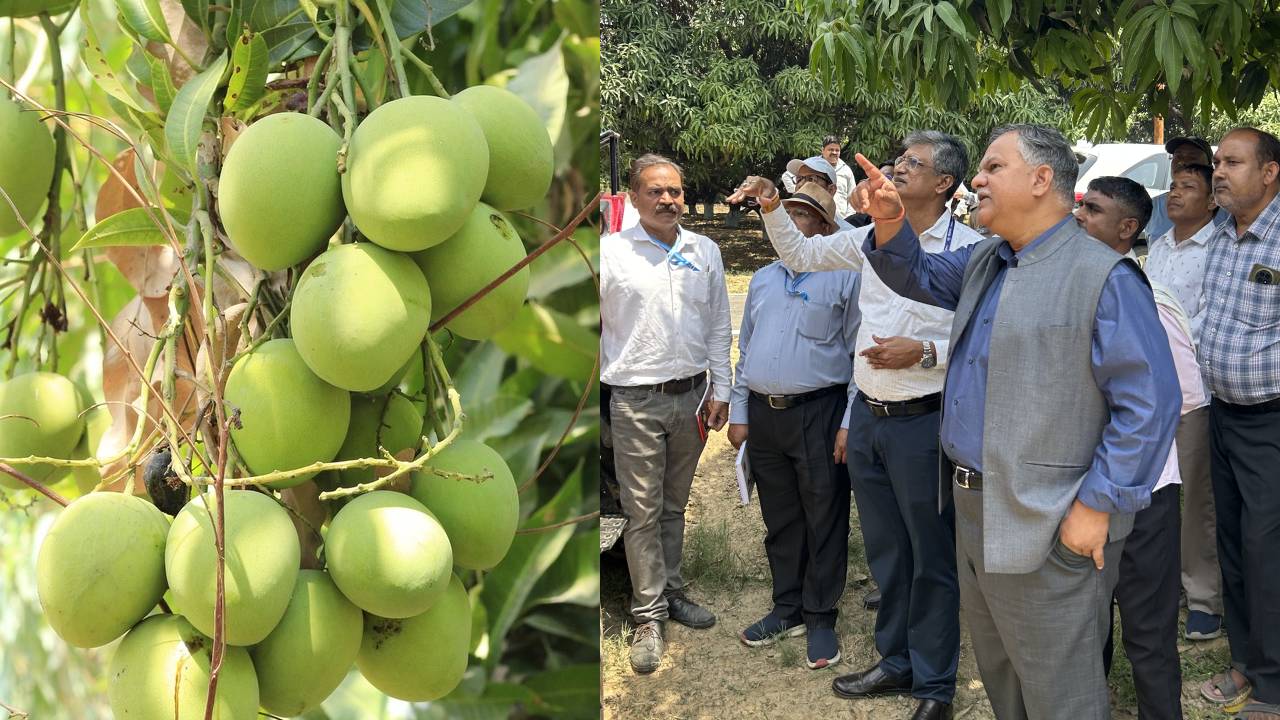 आम की खेती में नई तकनीक की एंट्री, अब आसान होगी पेड़ों की छंटाई और बढ़ेगा उत्पादन