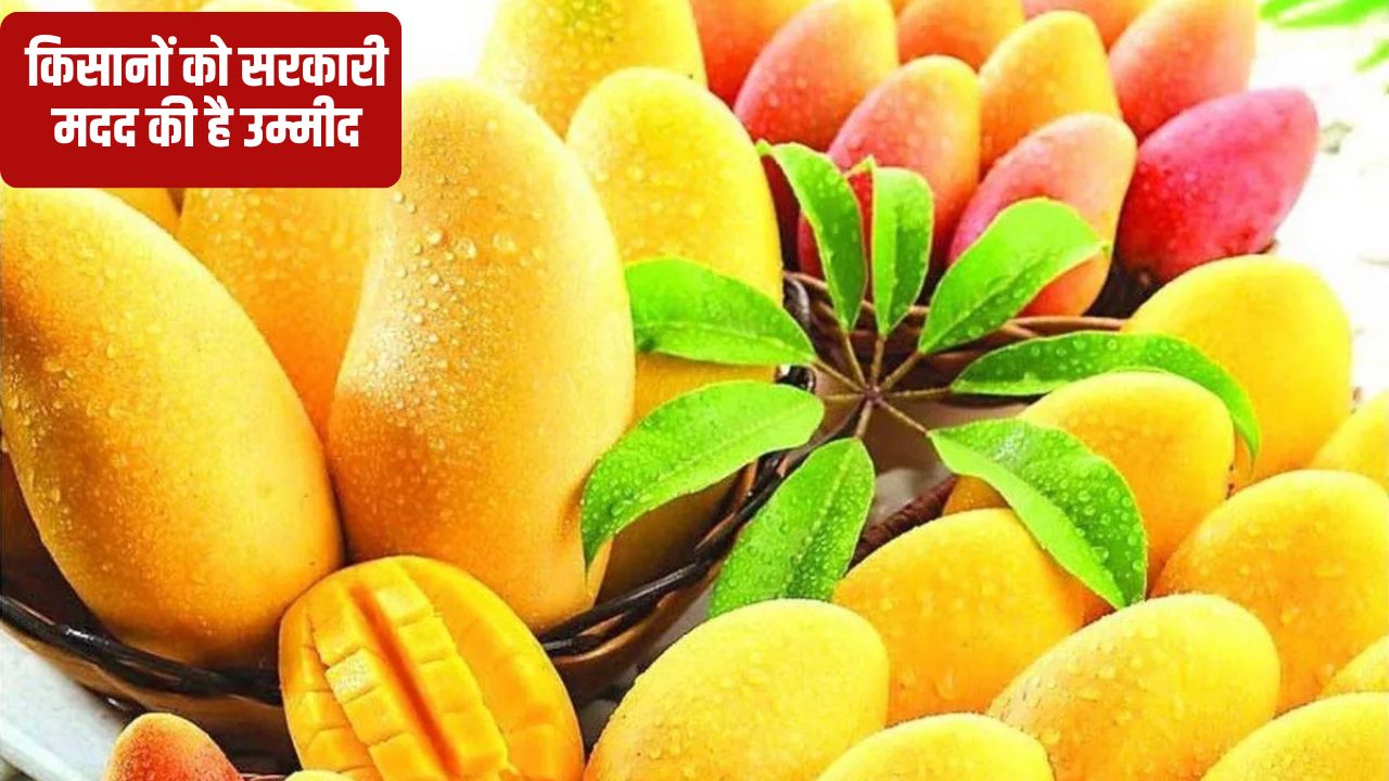 ईरान-इजरायल जंग से आम निर्यात प्रभावित, कीमतों में भारी गिरावट.. 150 रुपये किलो अल्फांसो