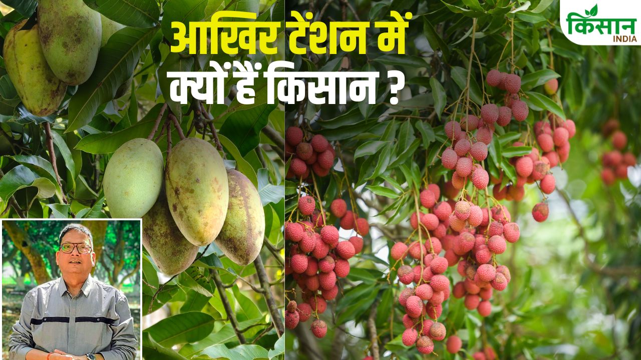 गर्मी से फट रहे आम और लीची, बाग में तुरंत करें ये 3 उपाय… रस से भर जाएंगे फल