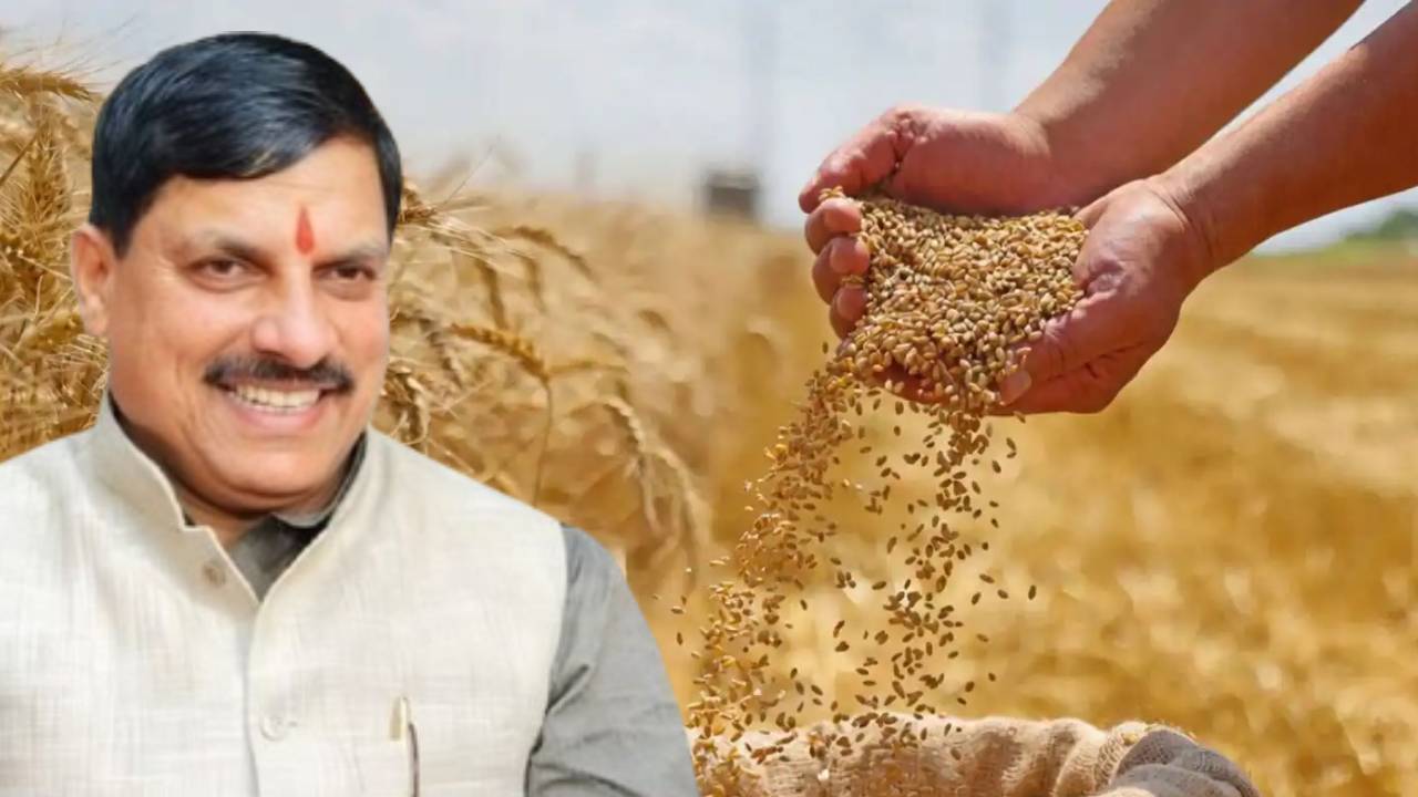 MP में गेहूं खरीदी की तारीख बढ़ी, अब 23 मई तक किसान बेच सकेंगे उपज… तौल कांटों में भी बदलाव