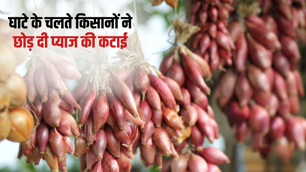MSP पर होगी प्याज की खरीद? GI टैग ‘बैंगलोर रोज’ का भाव 1500 से घटकर 100 रुपये बोरी