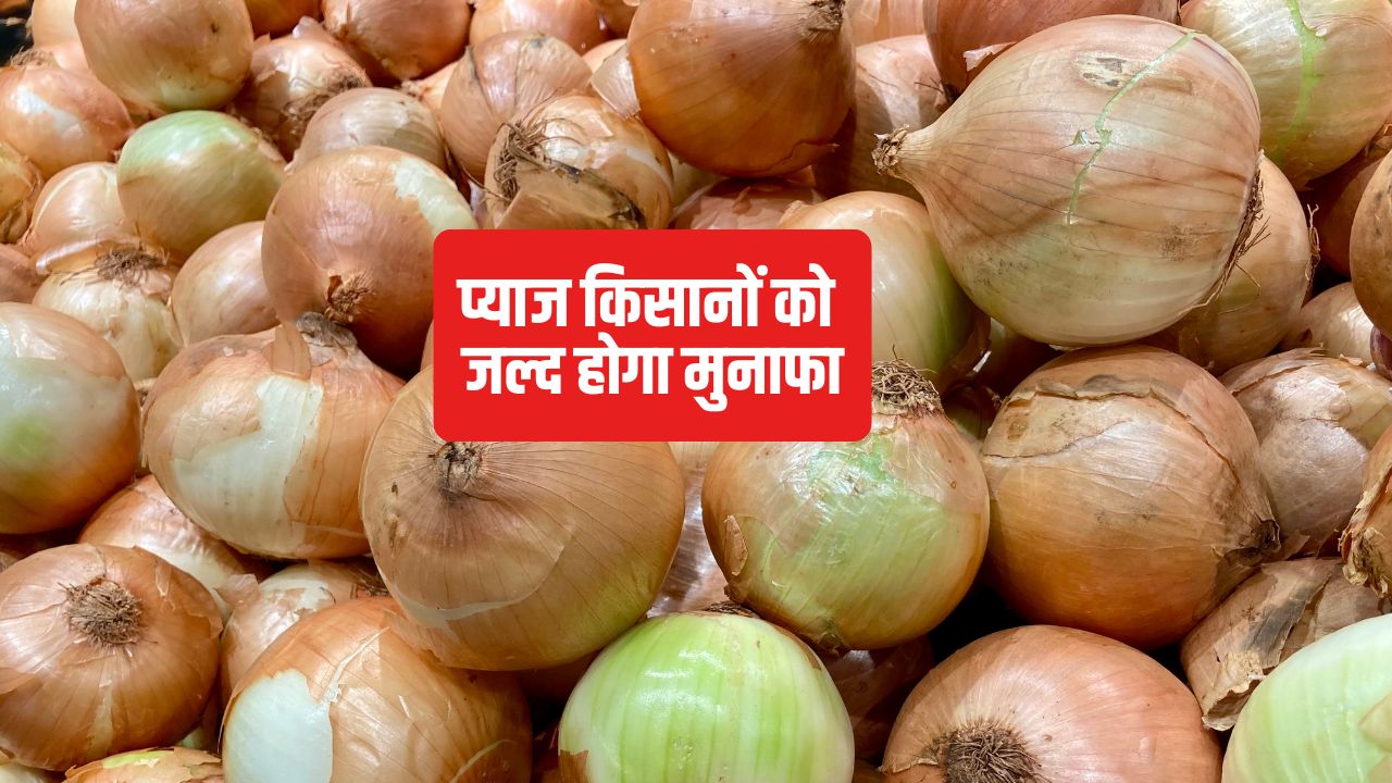 लासलगांव मंडी में 500 रुपये क्विंटल प्याज, क्यों आ रही कीमतों में गिरावट.. हो गया खुलासा