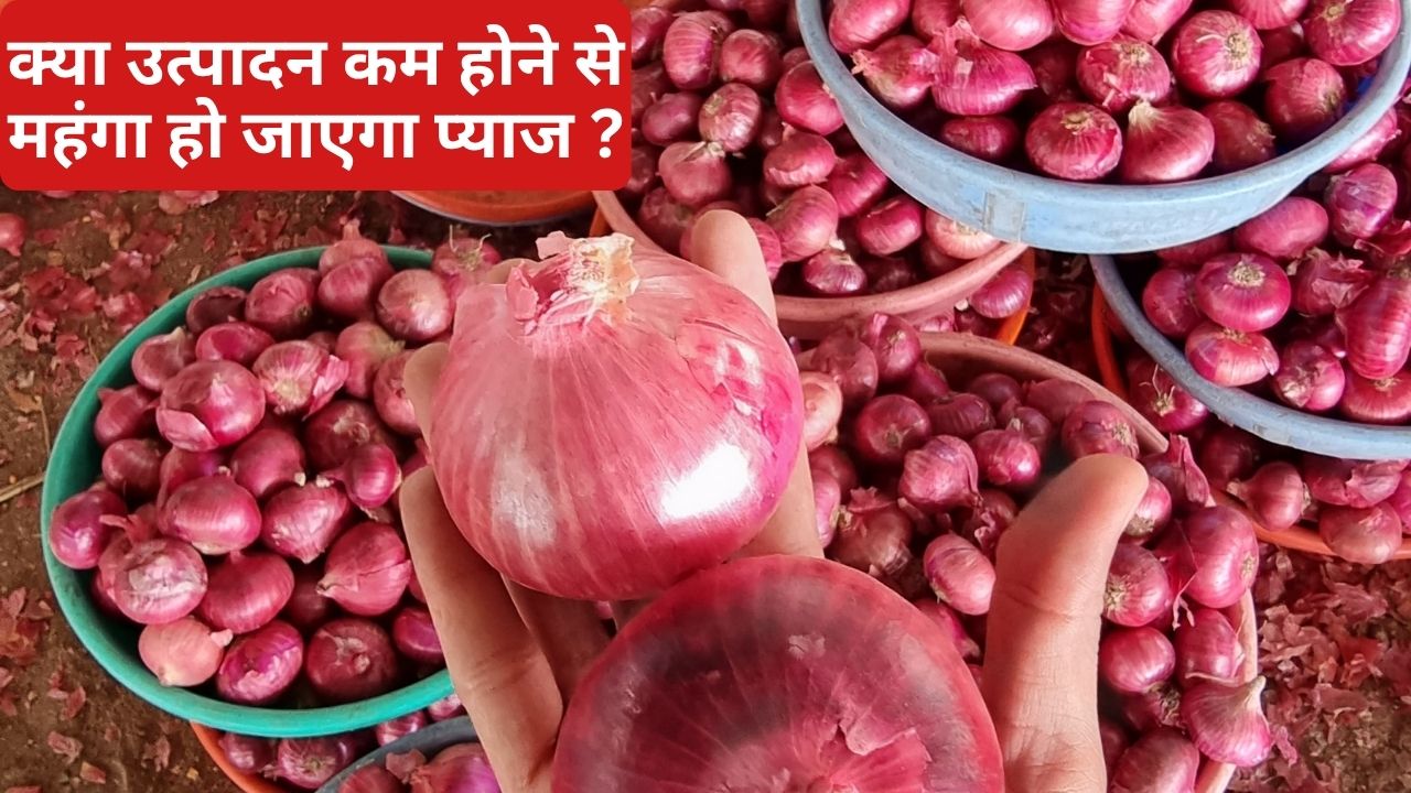 प्याज पैदावार में 29 फीसदी गिरावट की आशंका, रकबा भी हुआ कम.. बारिश से फसल चौपट