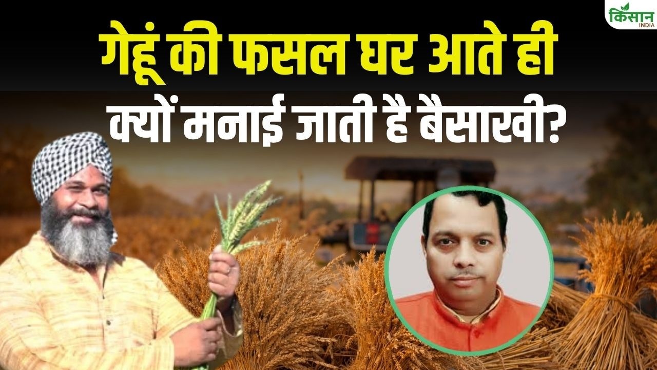 गेहूं फसल घर आते ही क्यों मनाई जाती है बैसाखी, जानिए किसानों के लिए यह दिन खुशी और उम्मीद क्यों लाता है