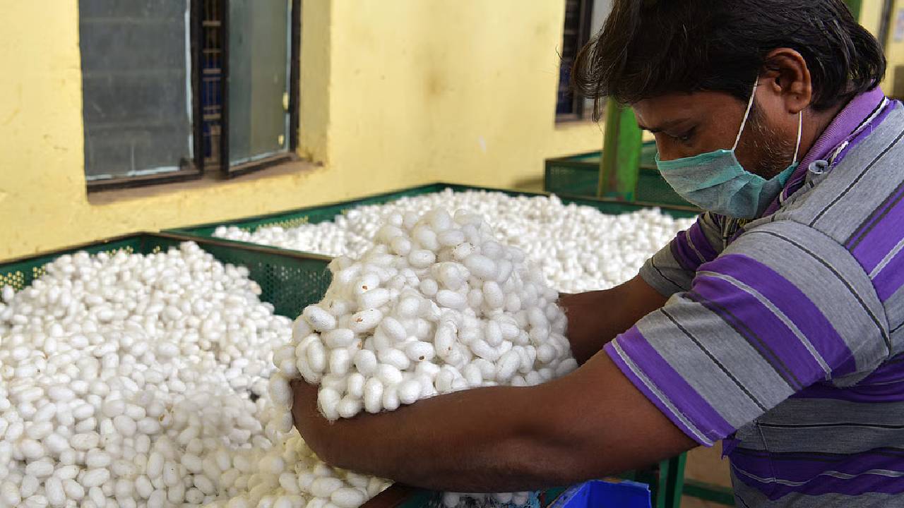 कोकून खेती पर प्रतिबंध से 650 आदिवासी परिवारों की रोजी-रोटी खतरे में, इस वजह से लगी रोक