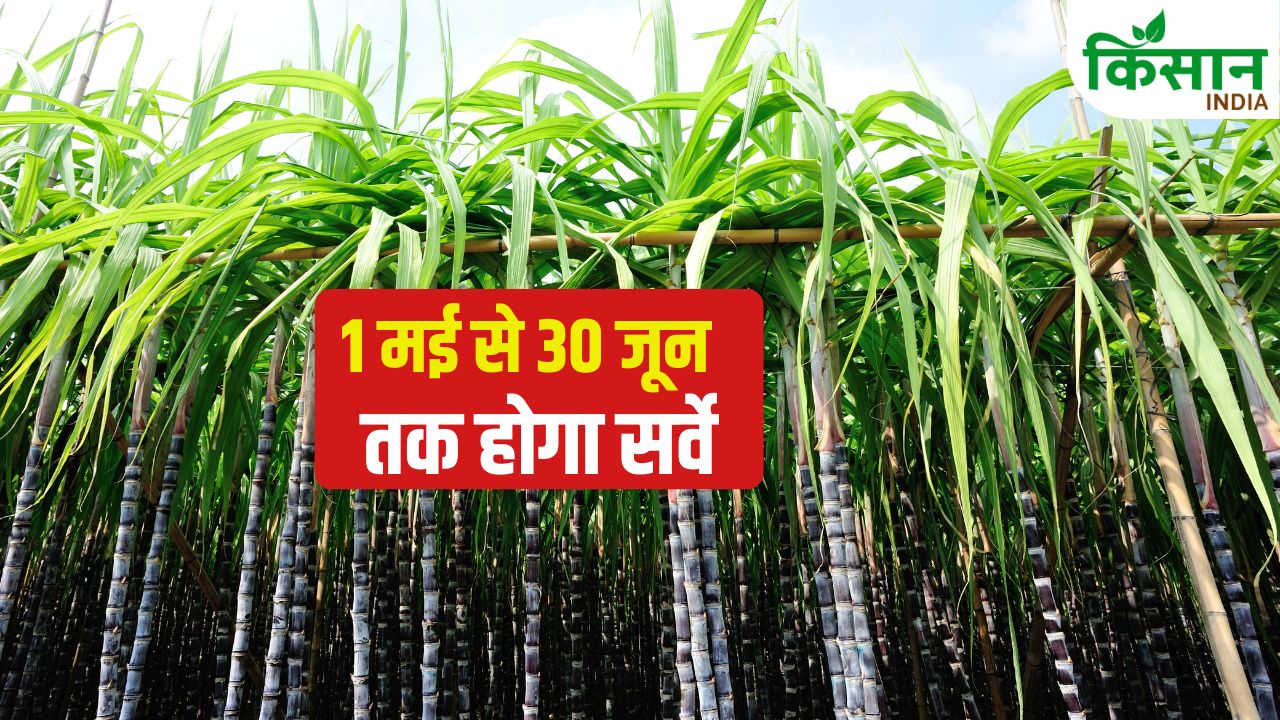 योगी सरकार का बड़ा फैसला, GPS से होगा गन्ने का सर्वे.. जानें हर किसान के लिए क्यों है जरूरी