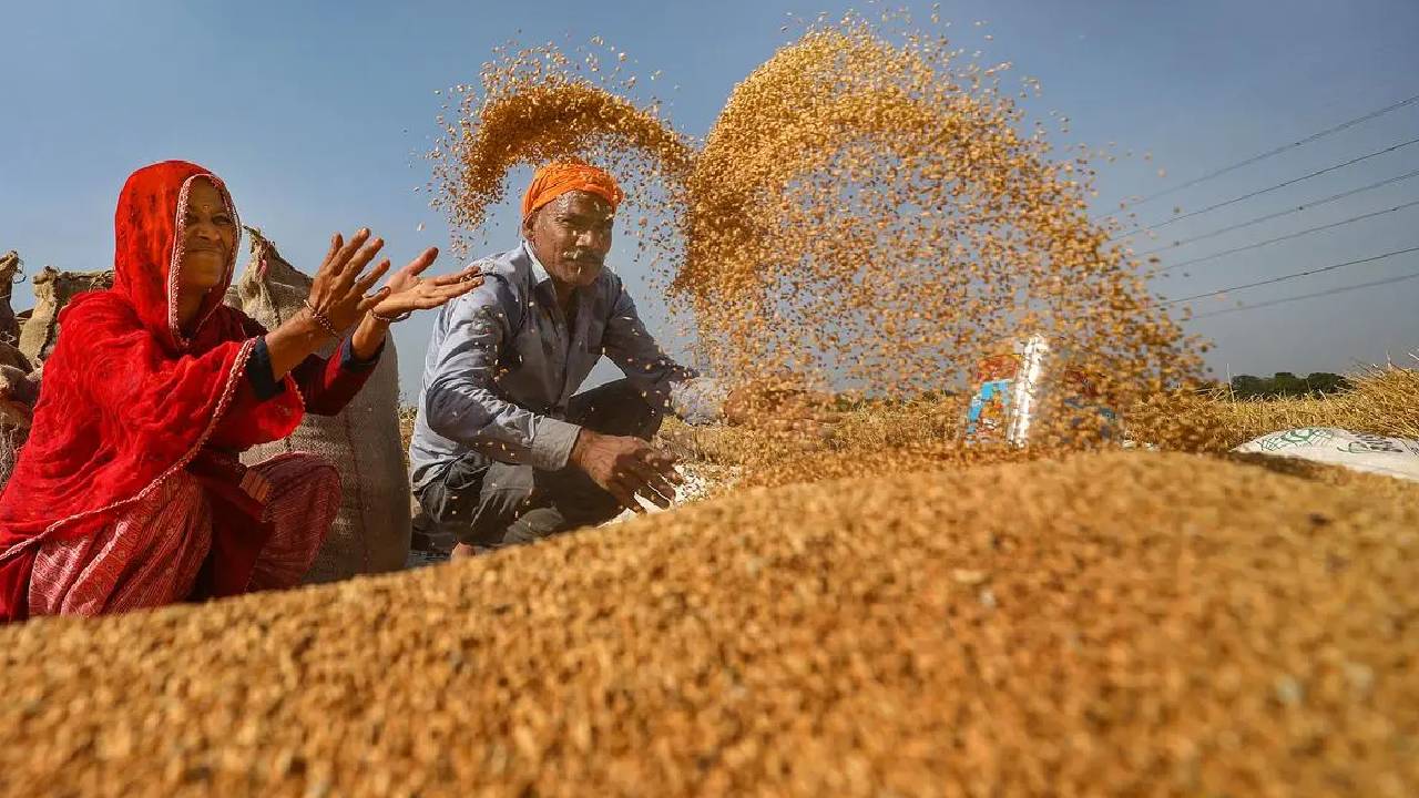 बेमौसम बारिश के बावजूद बढ़ी गेहूं खरीद, सरकार लक्ष्य के करीब… जानें किस राज्य ने मारी बाजी