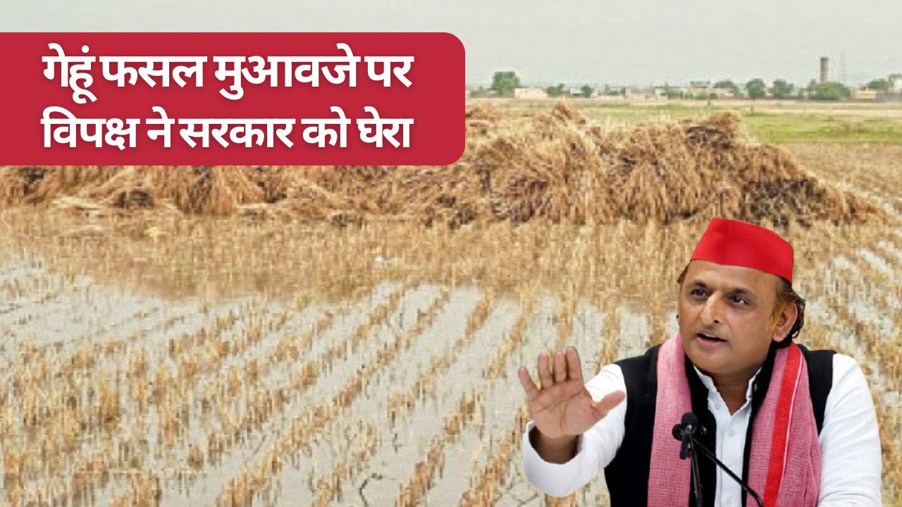 आलू के बाद गेहूं किसानों को भारी नुकसान, किसान पर गुजारा करने का गहराया संकट