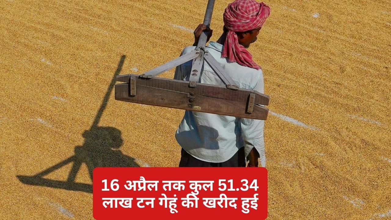 बोनस के बावजूद MP में गेहूं खरीद धीमी, उपज की आवक कमजोर.. जानें यूपी-पंजाब का हाल