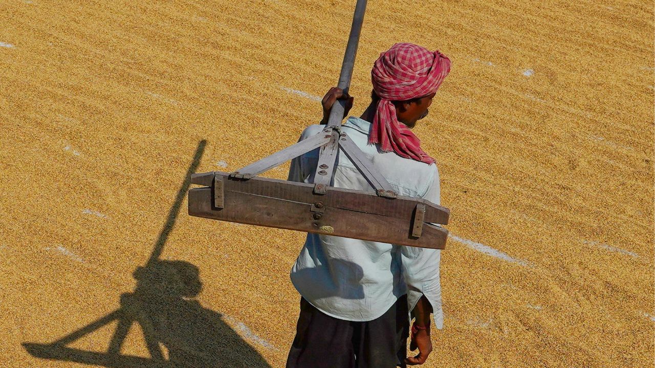 मानकों में छूट मिलते ही गेहूं खरीद में आई तेजी, किसानों को मिलेगा 3772 करोड़.. भुगतान को मंजूरी