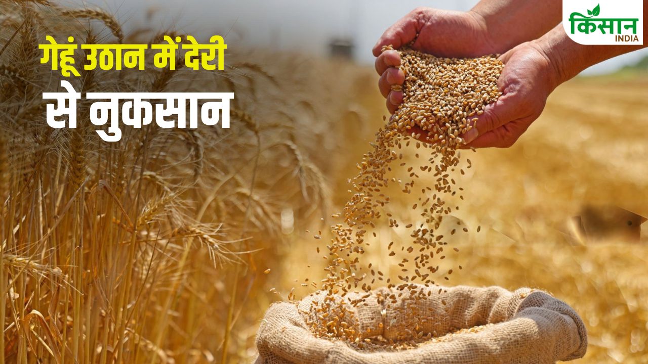 गेहूं उठान में देरी, धूप के चलते कम हो रहा उपज का वजन.. क्या करें किसान ?