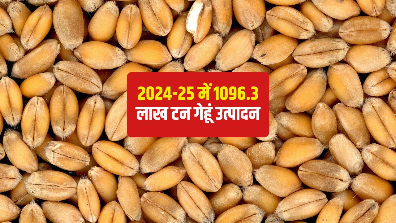 बारिश और ओलावृष्टि का नहीं हुआ असर.. देश में पिछले साल से ज्यादा गेहूं उत्पादन की उम्मीद