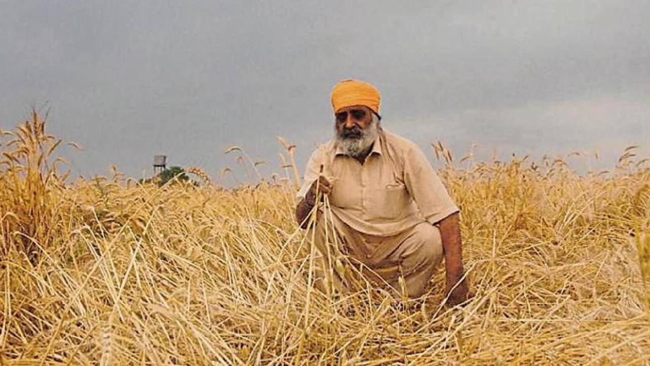 Report: बेमौसम बारिश से गेहूं की फसल को बड़ा नुकसान, 9 राज्यों के 111 जिलों में उत्पादन गिरावट तय