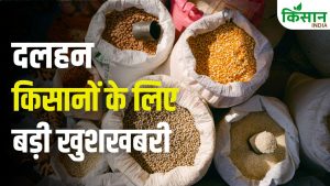 MSP पर बड़ा फैसला! बिहार में पहली बार दाल खरीद शुरू, छत्तीसगढ़ में किसानों को मिल रहा बेहतर दाम MSP पर बड़ा फैसला! बिहार में पहली बार दाल खरीद शुरू, छत्तीसगढ़ में किसानों को मिल रहा बेहतर दाम