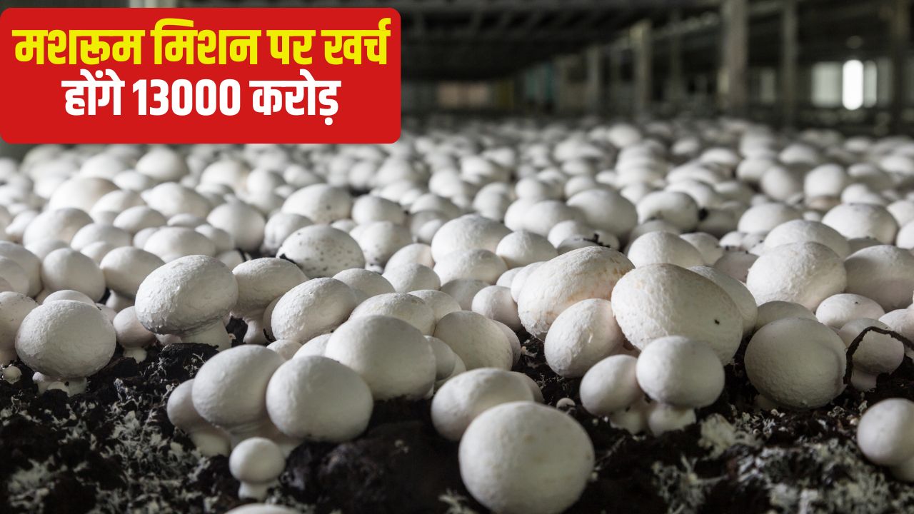 ‘मशरूम मिशन’ का ऐलान, किसानों को सब्सिडी पर मिलेंगे 5,184 करोड़.. अब बढ़ेगी कमाई