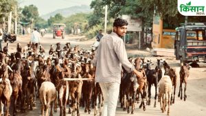 ऊंट समेत कई जानवरों की कुर्बानी पर लगा प्रतिबंध, बकरीद से पहले दिल्ली सरकार के नए नियम जारी ऊंट समेत कई जानवरों की कुर्बानी पर लगा प्रतिबंध, बकरीद से पहले दिल्ली सरकार के नए नियम जारी