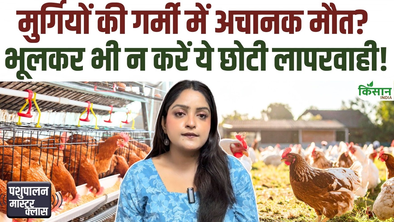 भीषण गर्मी में मुर्गियों की देखभाल जरूरी, सरकार ने पोल्ट्री किसानों को जारी की खास एडवाइजरी