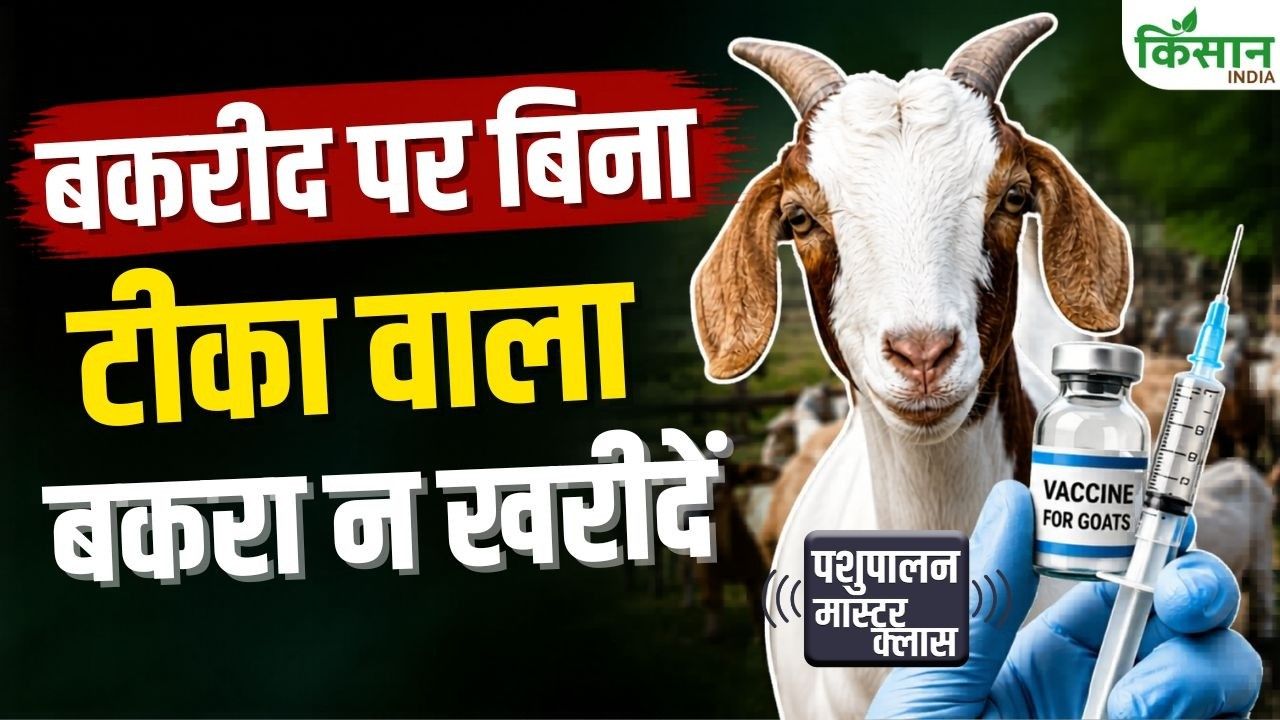 बकरीद पर बकरा खरीदने से पहले उसकी सेहत की जांच करना बेहद जरूरी, करें ये काम