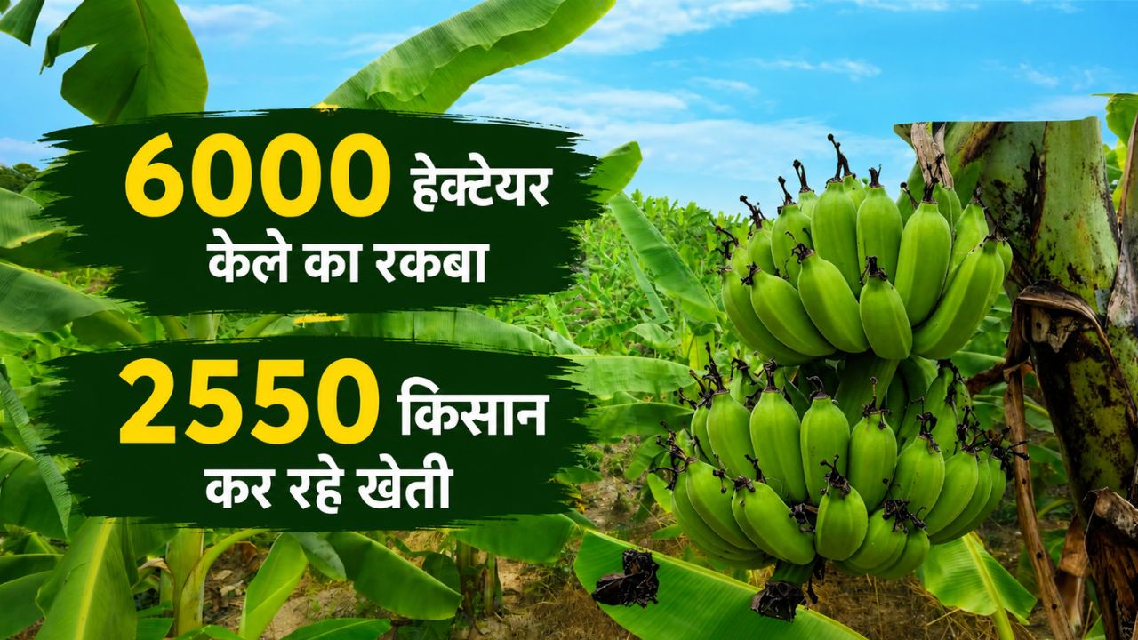 गंगा नदी के किनारे जैविक केले की खेती.. ‘नमामि गंगे परियोजना’ से किसानों की बदली किस्मत