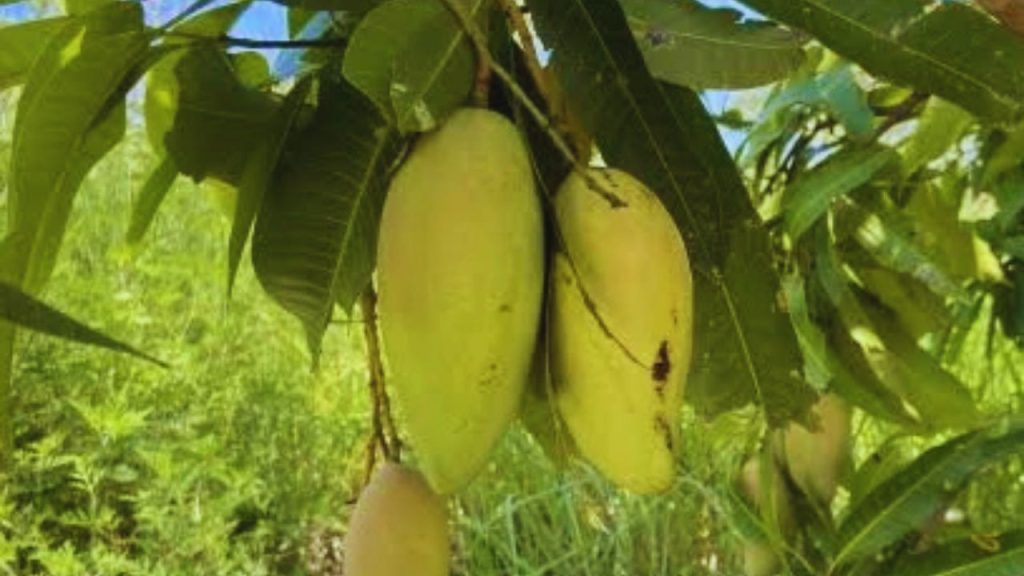 Banana Mango: ‘बनाना मैंगो’ नाम का यह खास आम आकार में केले जैसा दिखाई देता है. इसकी लंबाई सामान्य आम से ज्यादा होती है और पकने के बाद इसका रंग भी आकर्षक पीला हो जाता है. स्वाद में यह बेहद मीठा होता है और इसकी खुशबू भी बाकी आमों से काफी अलग मानी जाती है. Banana Mango: ‘बनाना मैंगो’ नाम का यह खास आम आकार में केले जैसा दिखाई देता है. इसकी लंबाई सामान्य आम से ज्यादा होती है और पकने के बाद इसका रंग भी आकर्षक पीला हो जाता है. स्वाद में यह बेहद मीठा होता है और इसकी खुशबू भी बाकी आमों से काफी अलग मानी जाती है.