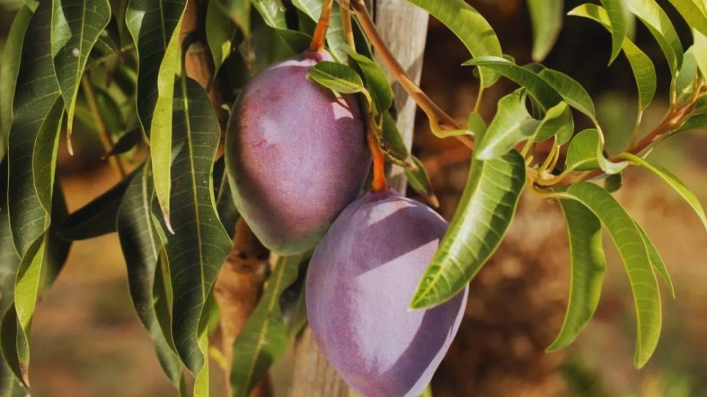 Black Mango: इंडोनेशिया में पाए जाने वाले ‘ब्लैक मैंगो’ का बाहरी हिस्सा गहरे काले रंग का होता है, जो इसे बाकी आमों से बिल्कुल अलग बनाता है. खास बात यह है कि अंदर से इसका गूदा चमकीले नारंगी रंग का और बेहद मीठा होता है. इसकी अनोखी बनावट और दुर्लभता के कारण इसे विदेशी बाजारों में काफी पसंद किया जाता है. Black Mango: इंडोनेशिया में पाए जाने वाले ‘ब्लैक मैंगो’ का बाहरी हिस्सा गहरे काले रंग का होता है, जो इसे बाकी आमों से बिल्कुल अलग बनाता है. खास बात यह है कि अंदर से इसका गूदा चमकीले नारंगी रंग का और बेहद मीठा होता है. इसकी अनोखी बनावट और दुर्लभता के कारण इसे विदेशी बाजारों में काफी पसंद किया जाता है.