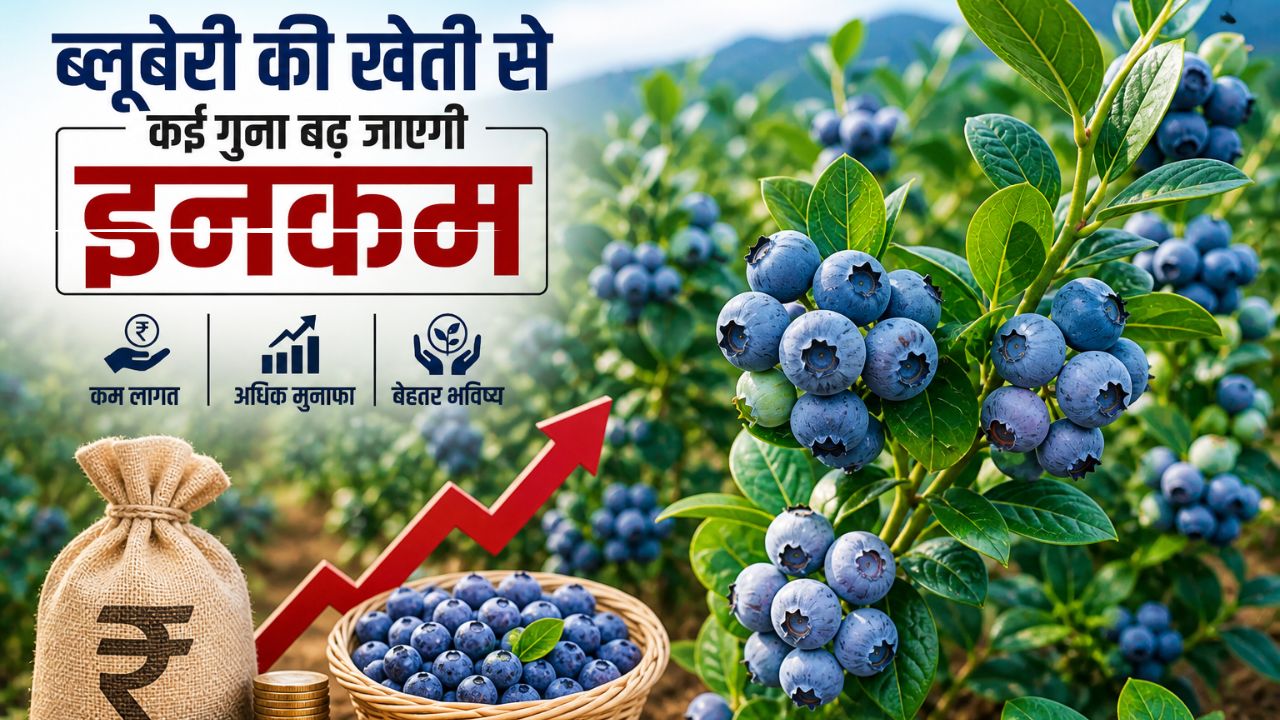 वैज्ञानिकों को मिली बड़ी सफलता, अब बिहार के किसान अमेरिकी ‘सुपर फूड’ की करेंगे खेती