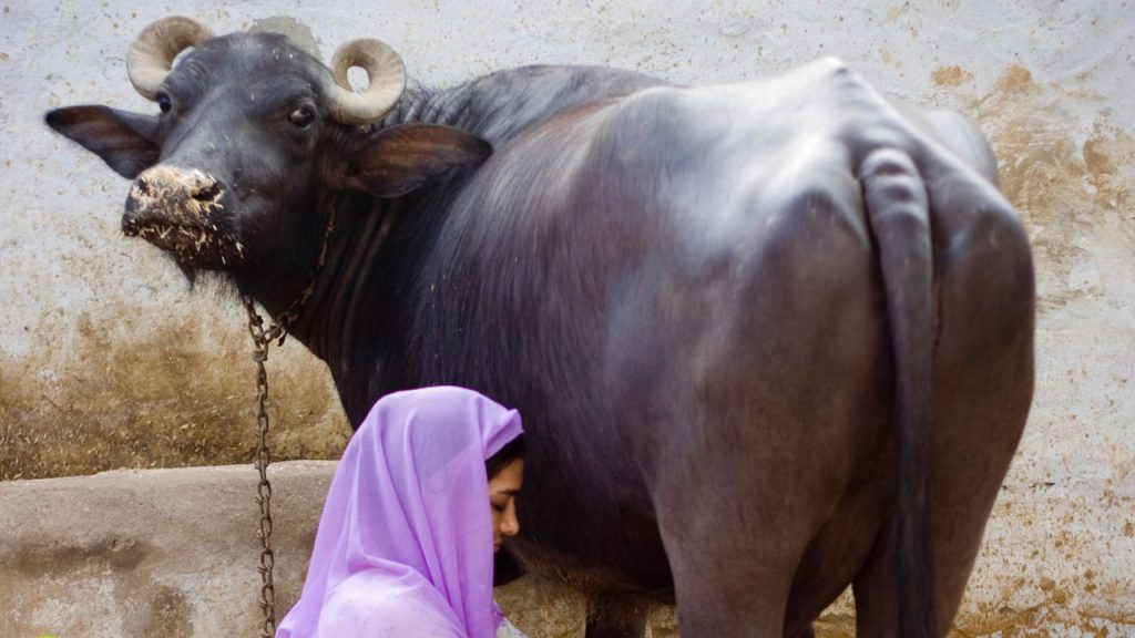 गर्मियों में अगर भैंसों को पर्याप्त मात्रा में साफ और ठंडा पानी नहीं दिया जाए, तो शरीर में पानी और लवणों की कमी हो जाती है, जिससे उनका शरीर कमजोर पड़ने लगता है और हीट स्ट्रोक का खतरा कई गुना बढ़ जाता है.