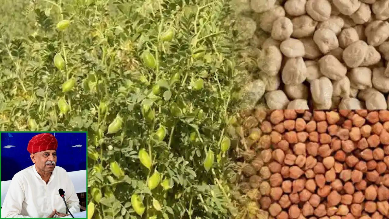 राजस्थान में MSP से कम चना का रेट, अन्नदाताओं में आक्रोश.. जयपुर में किसानों का कल हल्लाबोल