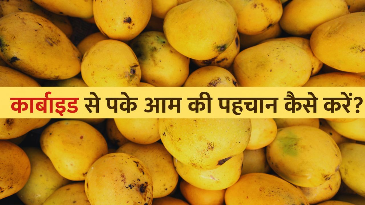 बाजार से आम खरीदने से पहले हो जाएं सावधान! इस आसान टेस्ट से मिनटों में करें कार्बाइड से पके आम की पहचान