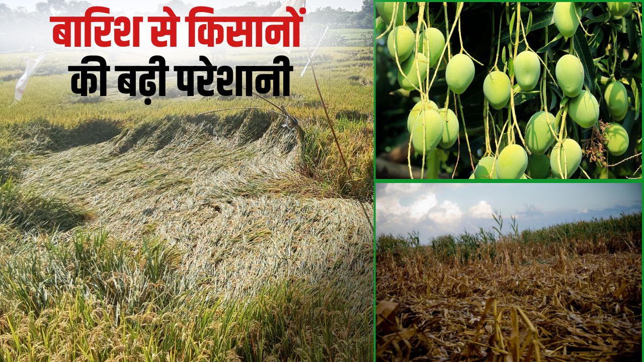 बारिश से धान, आम और मक्का की फसल चौपट, निरीक्षण का काम पूरा.. कब मिलेगा मुआवजा ?