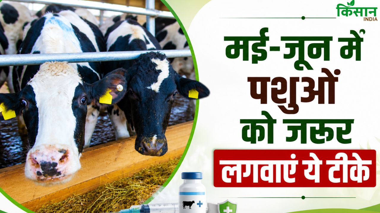 Dairy Alert: पशुओं को मई-जून में 3 टीके जरूर लगवाएं, खतरे से बच जाएगा आपका पशुबाड़ा