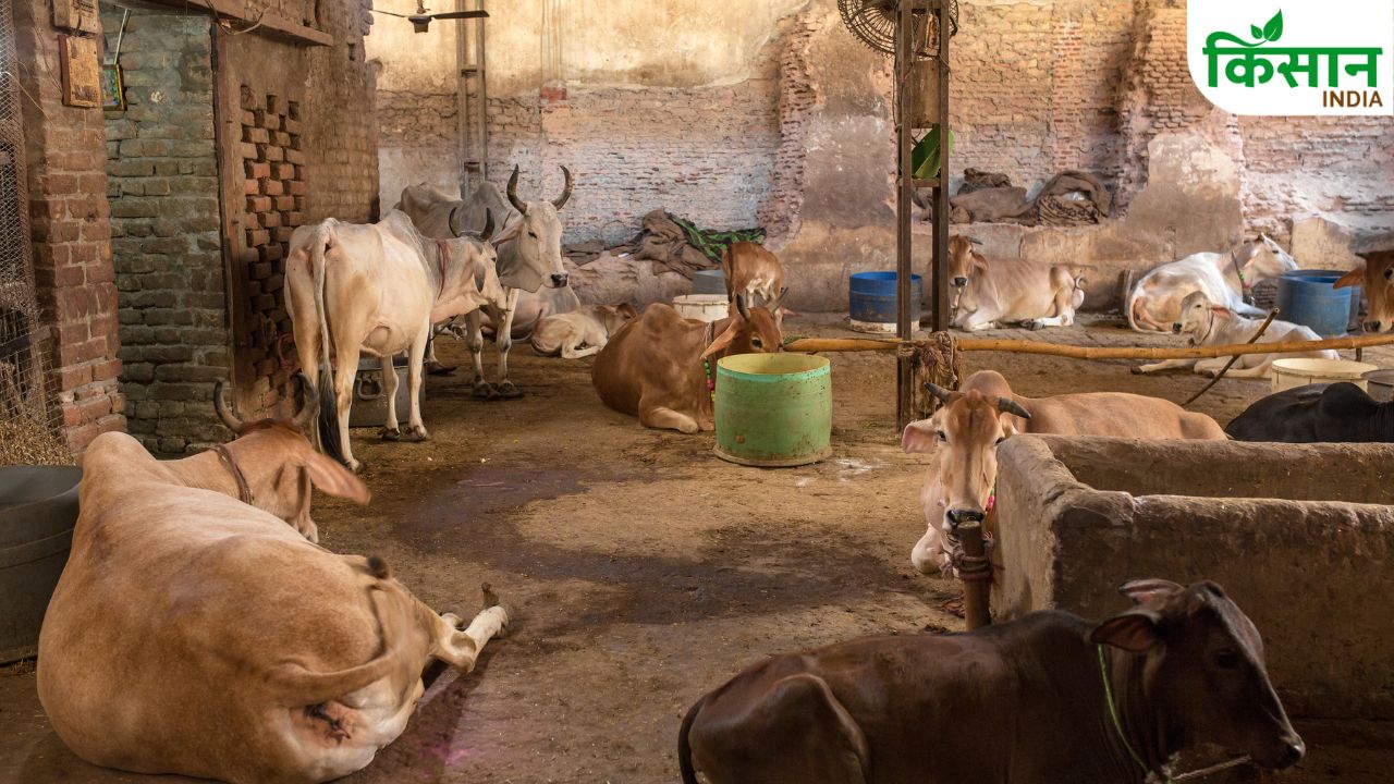 गांव में बिजनेस: 25 गायों की गौशाला खोलिए, सरकार देगी 10 लाख रुपये सब्सिडी
